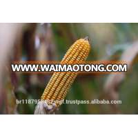 HYBRID CORN SEEDS - DROUGHT TOLERANT