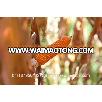 HYBRID CORN SEED - BM 820