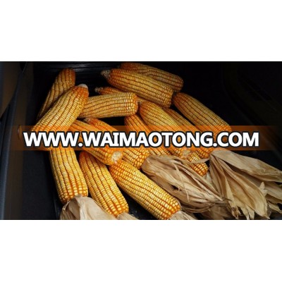 HYBRID MAIZE SEED - BM 812