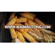 HYBRID MAIZE SEED - BM 812